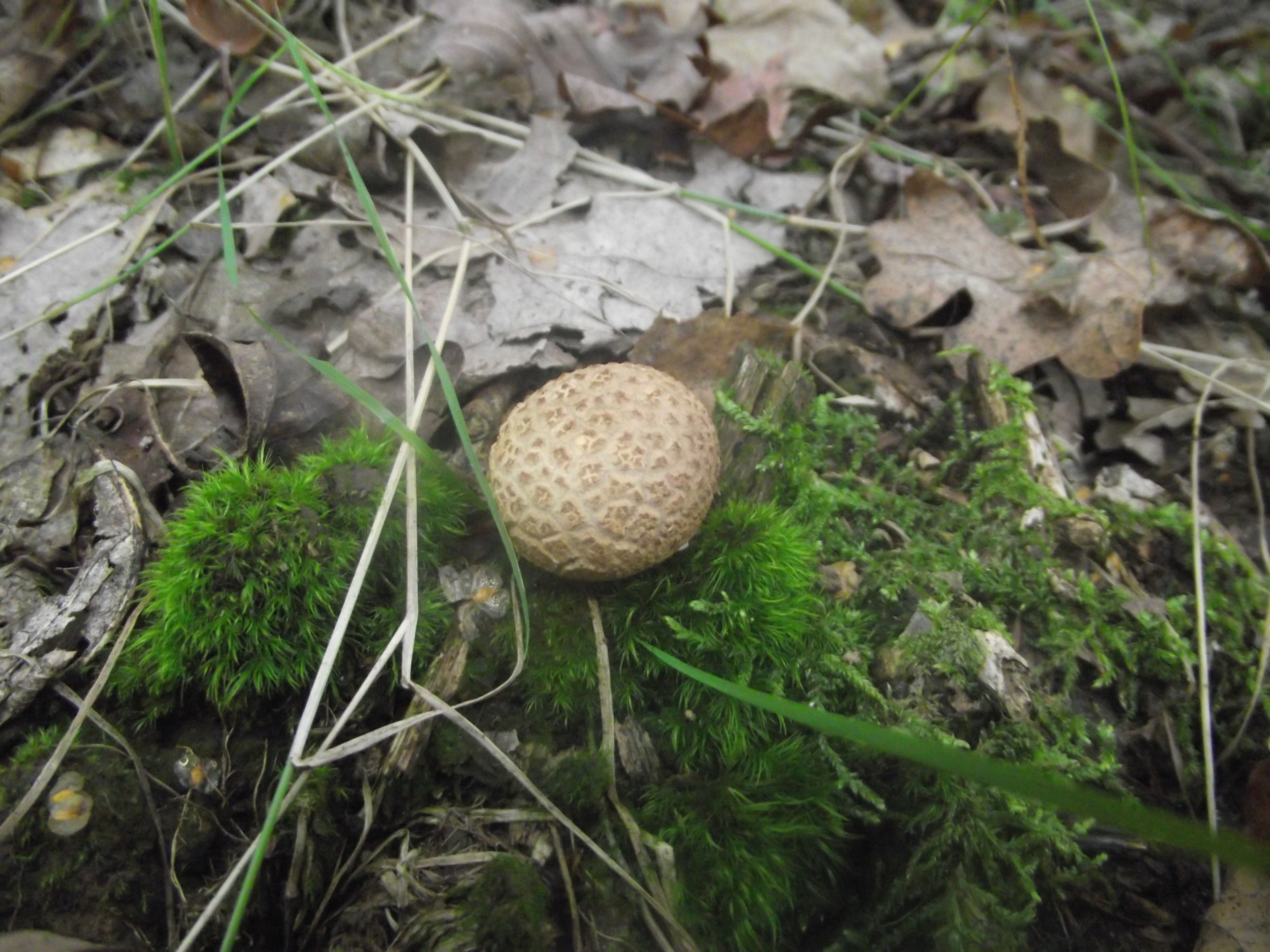 Dickschaliger Kartoffelbovist